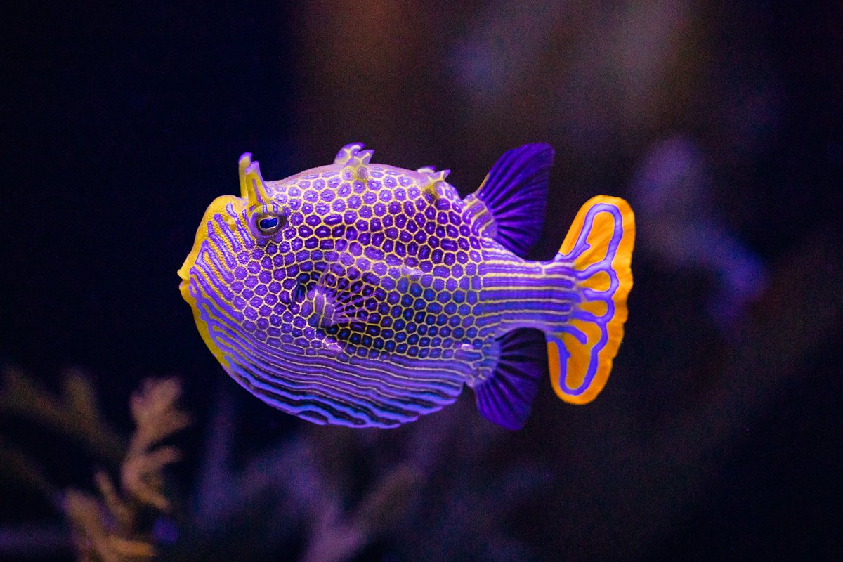 Birch Aquarium tweet media