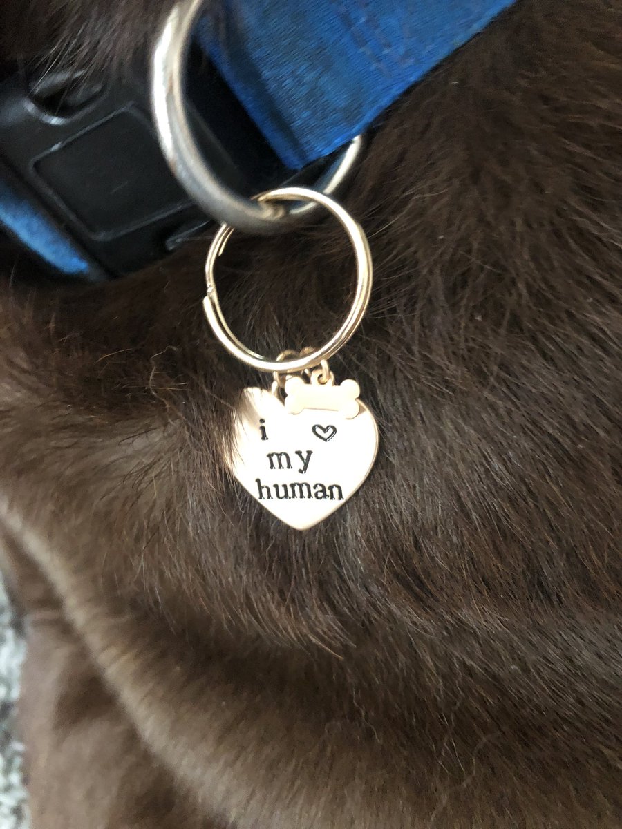 ctarreola's tweet photo. Yes I did... #Twinning #WeMatching #DogMom #ILoveMyLab #Cody ❤️🐾 https://t.co/VZHOk4qBup