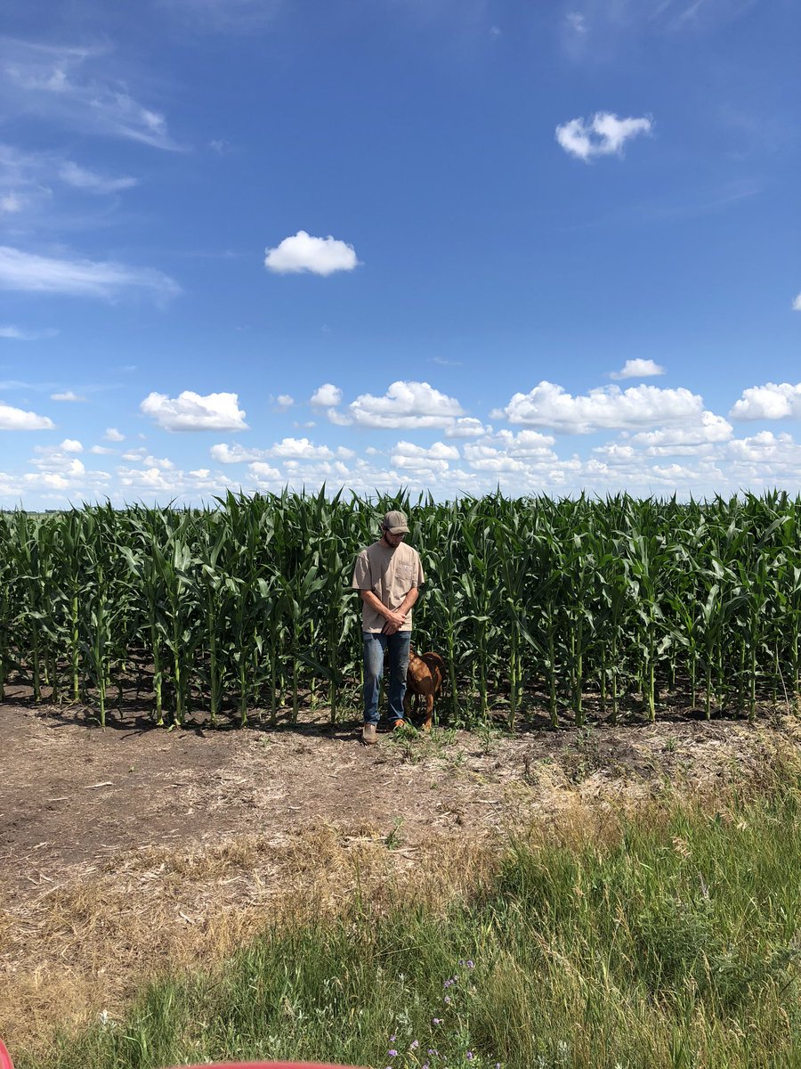 hwittenburg's tweet photo. Proud of him🌽💛💚 https://t.co/ugSKzz97hm