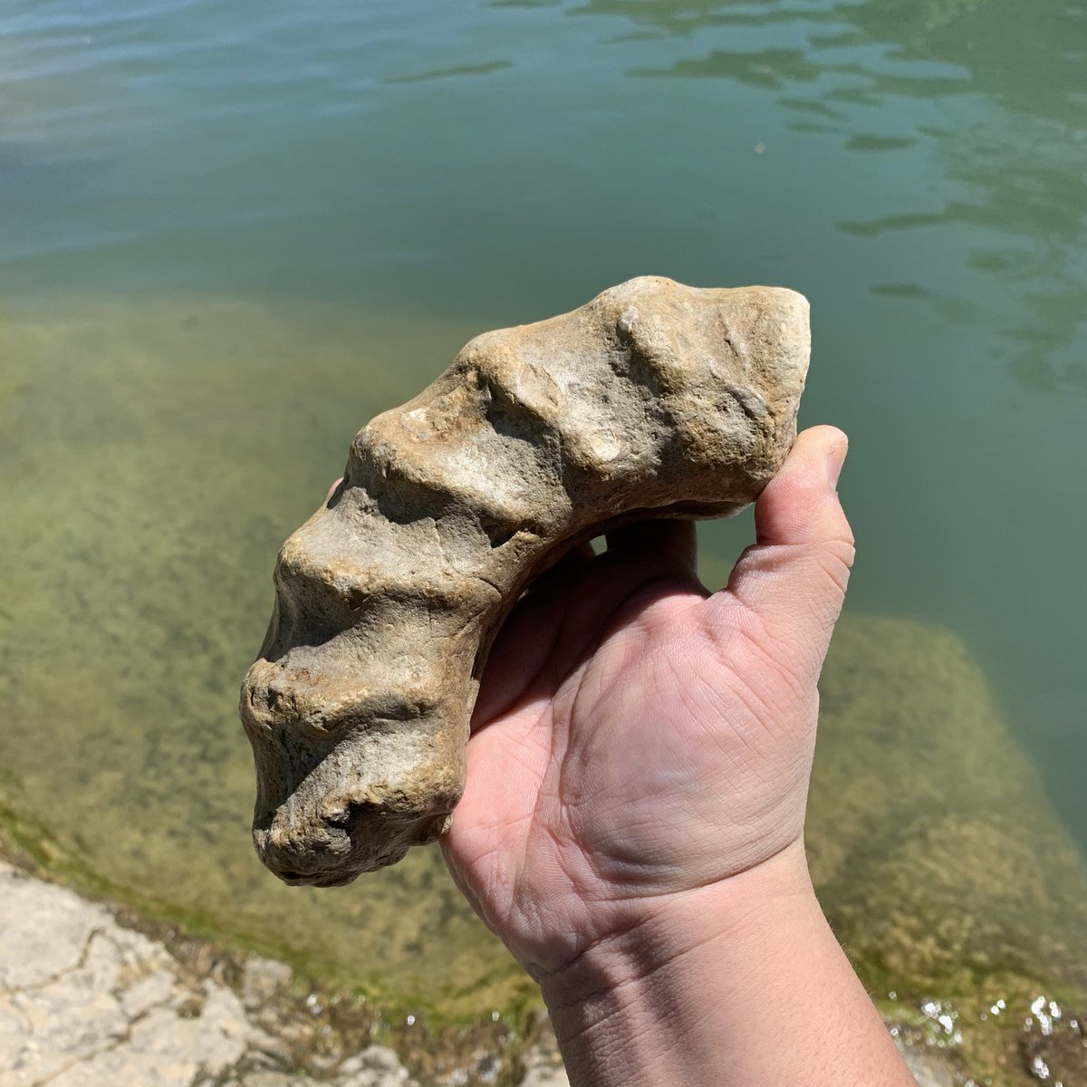 txrockhound's tweet photo. I found this beautiful fossil yesterday. It’s only a piece of ammonite, but still pretty cool to have. Specimens from the Cretaceous period like this can be found all over the Texas Hill Country. https://t.co/Dg9T5Ib3Sh