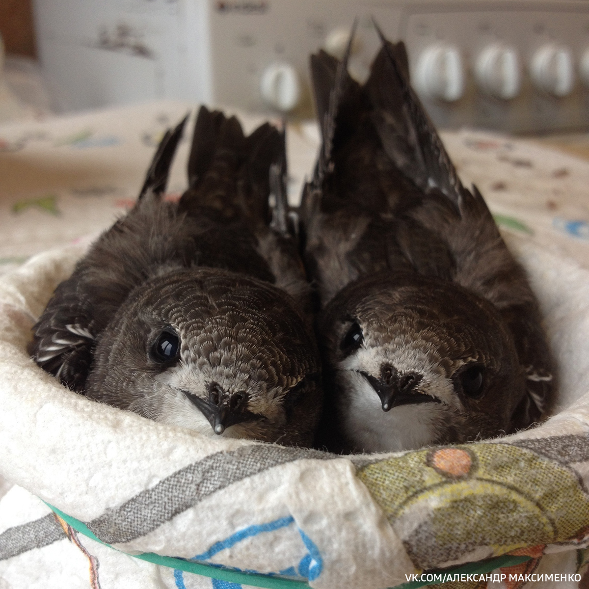 птенец стрижа. стрижонок птенец. стриж и стрижата. "стрижонок скрип". хорнет в тазике.