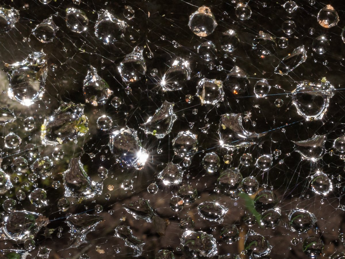 ElliotSampford's tweet photo. @DPhotographer By coincidence I took this macro shot in my garden on 08.07.2020 https://t.co/y5e8ksNXfW