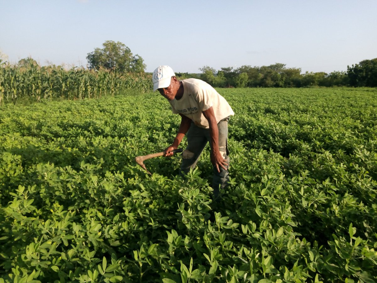albertnyaaba13's tweet photo. Mr. Wewugu from Karimenga, Ghana works so hard through out the year to achieve food security #SDGs2. Yet he gets no support. With little help he could #feed a lot more people @WFP_Ghana @CSIR_IND @salhaj @Atayeshe @AgriGoI @USDA @Agri_WestAfrica @unfoundation @FoodNetwork #SDGs https://t.co/E09F9BOsAd