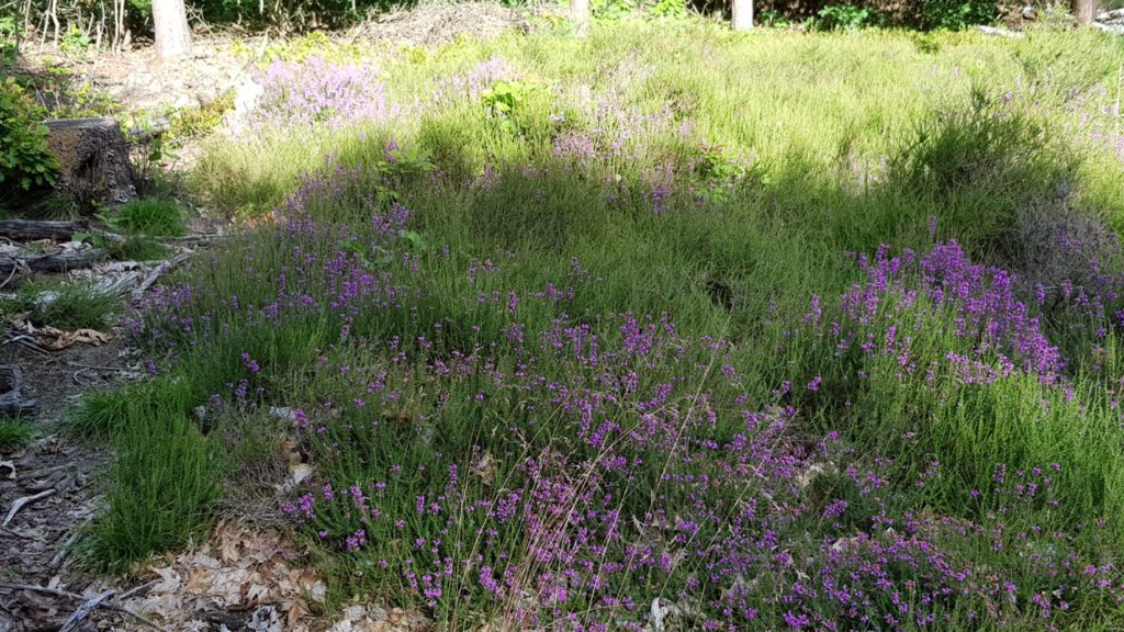 LandgoedBeesel's tweet photo. Rode-dopheide in volle bloeii! https://t.co/VT7ysuQRXs