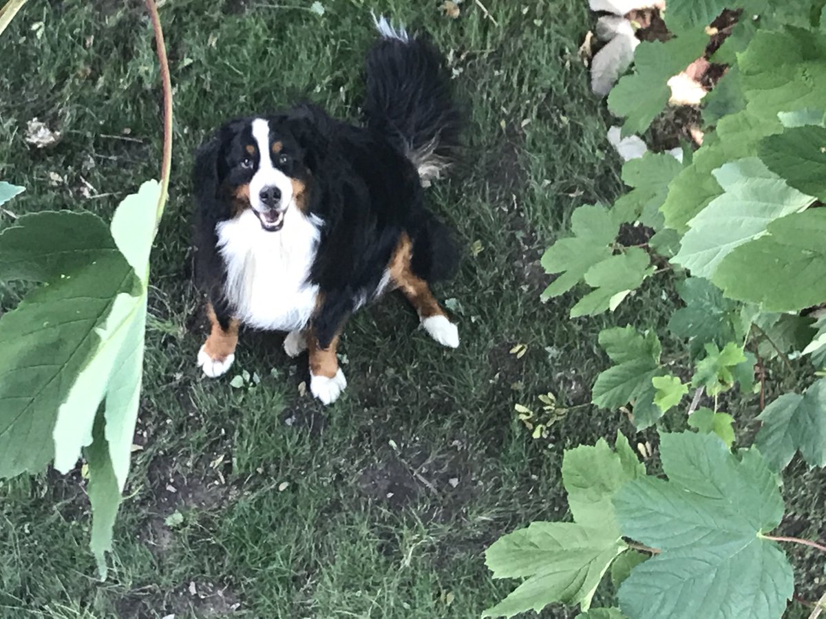 bernesebauer's tweet photo. #aerialphotography #bernesemountaindog #pupparazzi https://t.co/Ot5x2gPeYw