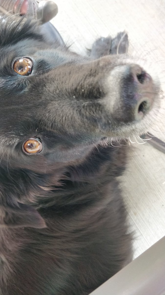 Thanks for the dog-friendly patio, <a href="/PistonBrokeBrew/">Piston Broke Brewing</a>! #Steve