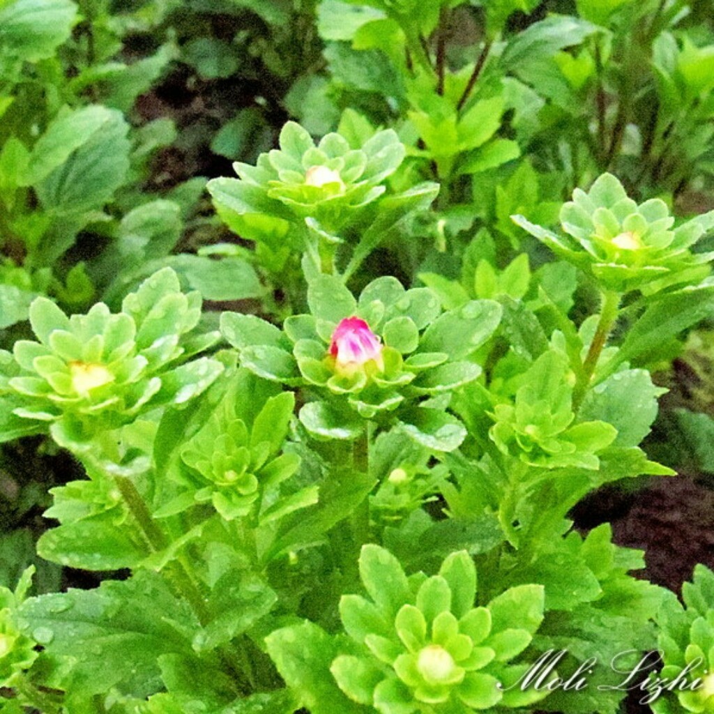 朝鮮菊
