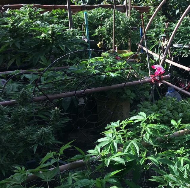 Farming stacion 🌿 (anónimo) obrigado 😊. Enviem as vossas 📩