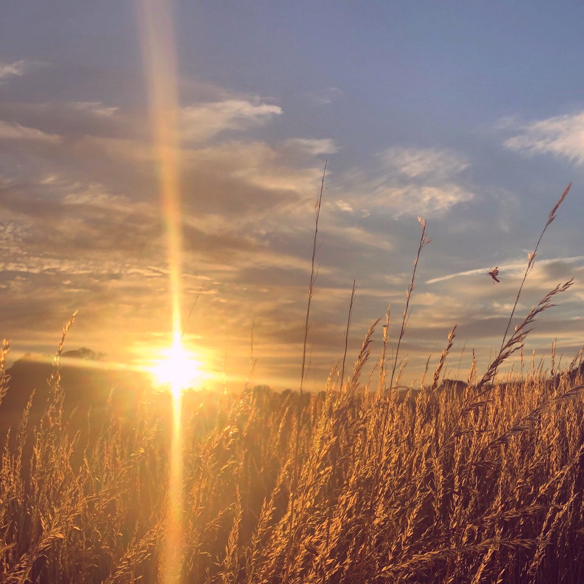 JustMike2K24's tweet photo. Sunset with me and the dolly doodle 🥰

#sunsetwalk #mindfulness #bartonmeadows #lovewinchester #julysun #weekendvibes #podcastlife #wildlife #farmlife https://t.co/hqHvFRV91w