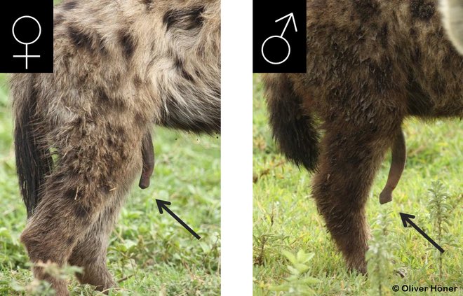 Hyenas have very complex societal pack structures based on strict matriarchy. The girls are favoured over the boys, who usually emigrate the clan. The females also have pseudo-penis’ (a 7” clitoris) through which they urinate&give birth, often resulting in death. For visuals: