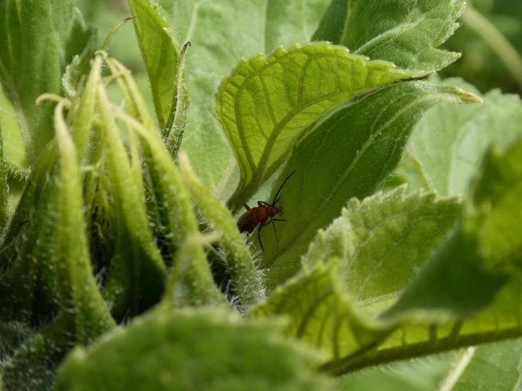 wildallotment's tweet photo. Red Soldier Beetles

Say no to pesticides and attract natural predators instead

Seen during the summer, these beetles are a great help to our #gardens, feeding on #Aphids. The larvae even feed on Slugs!

This is the first time we’ve seen these here which is a great sign https://t.co/Ap86z9ht5A