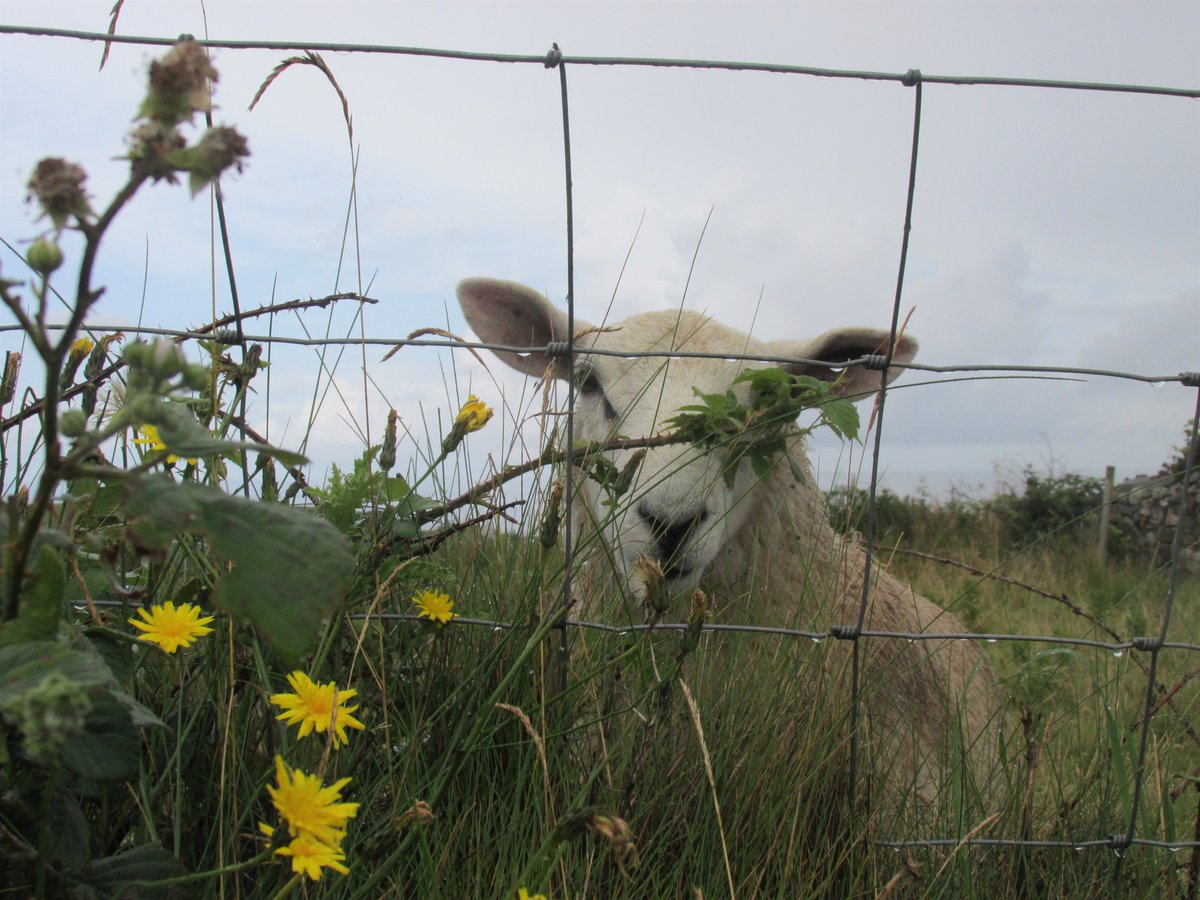 All things nice... tweet media