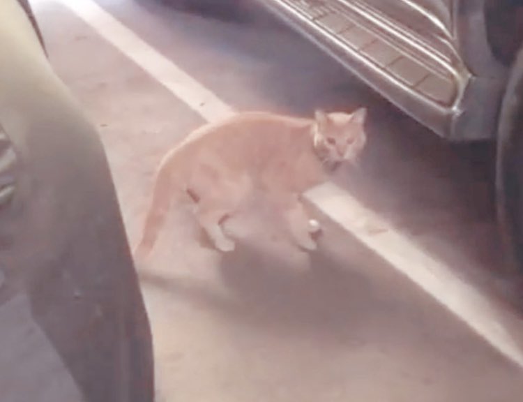 Venice311's tweet image. Trynna catch oorangy bb nao. Get him vax &amp;amp; fix &amp;amp; family. #trapem #vaxem #loveemm