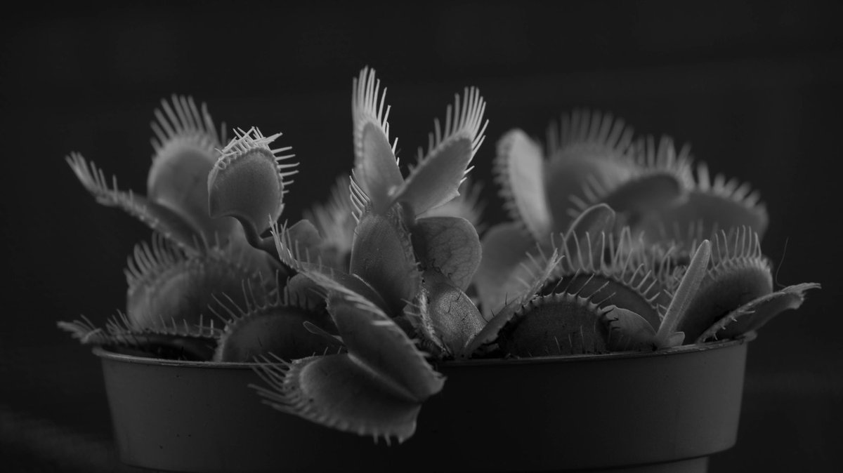 pascalgir's tweet image. 