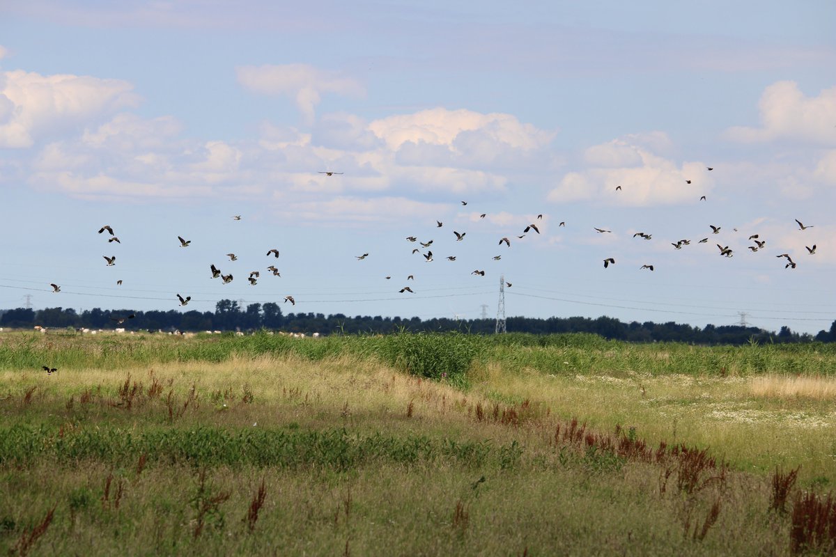 volgCCHW's tweet photo. Hoewel formele beheerperiode is beëindigd hebben de ##Hoeksche Waardse boeren met #plasdras nog niet alle pompen uitgezet. Plasdras is nu belangrijk om doortrekkers van extra brandstof te voorzien (foto Gae Zevenbergen) https://t.co/0oCZUrUcgo