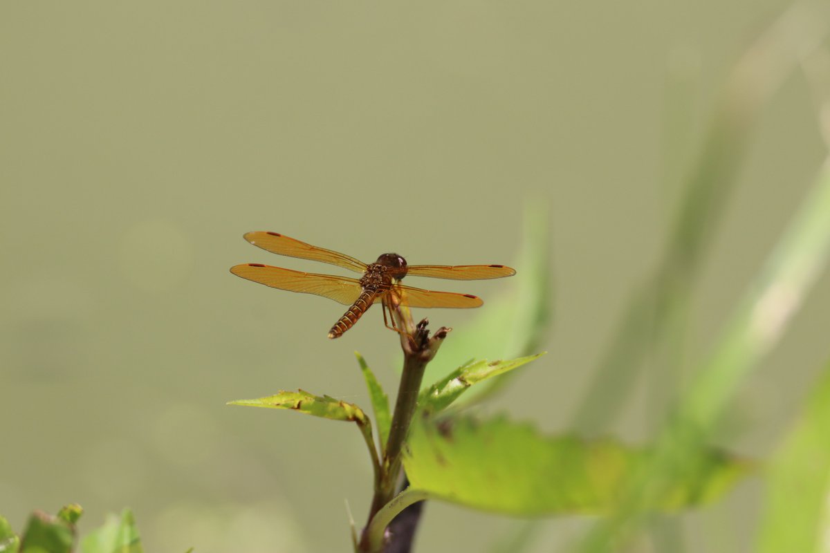 JohnReedPavan's tweet photo. @BirdCentralPark Eastern pond hawk, Blue darter, and Amberwing dragonflies. Shot at the Harlem Meer this afternoon.
#dragonflies #birdcp #pondhawk #bluedarter #amberwing #harlemmeer #centralpark #newyork https://t.co/UhJkE1Z1wc
