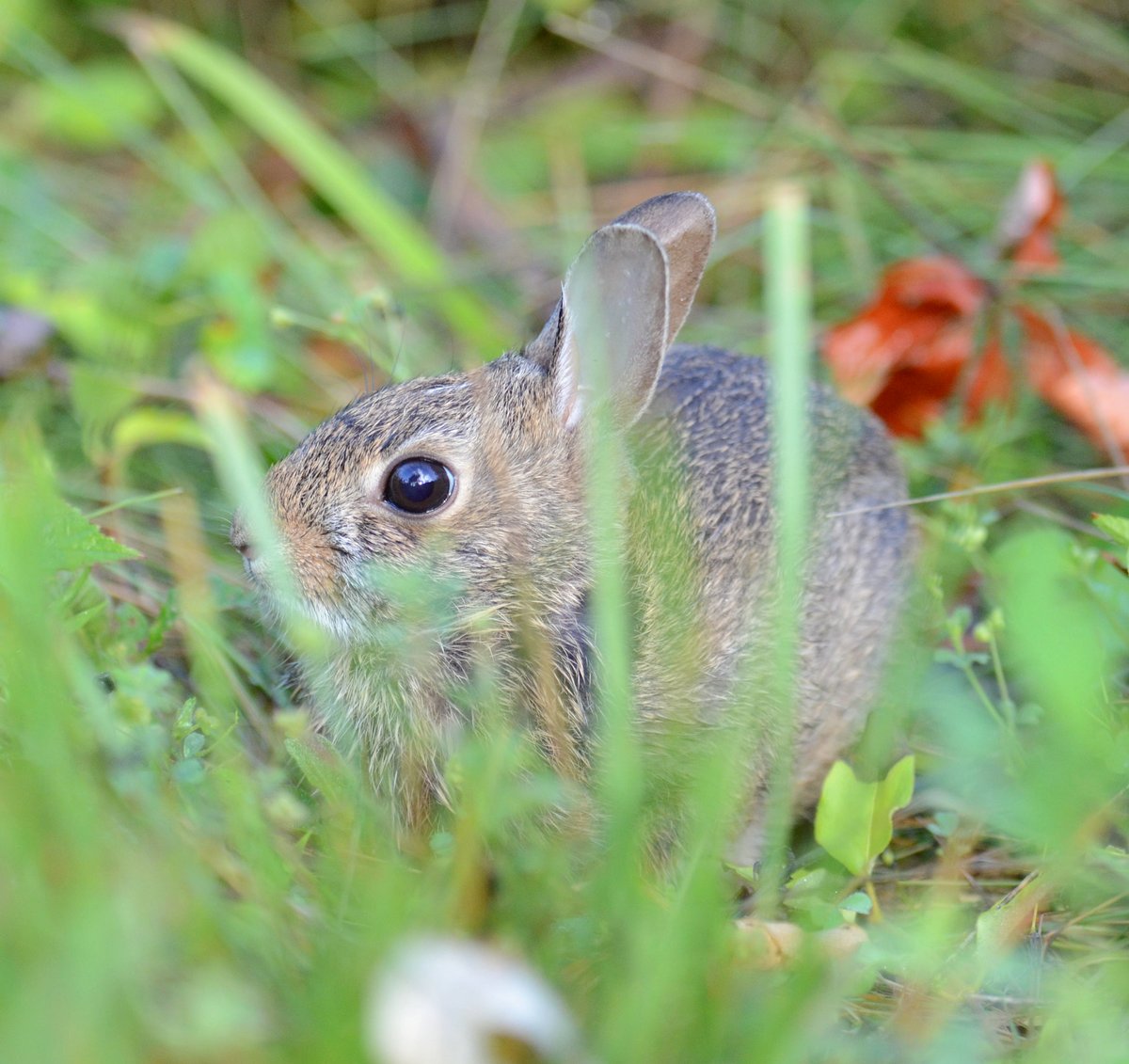 Which one of us is being stalker-level creepy? #easterncottontail