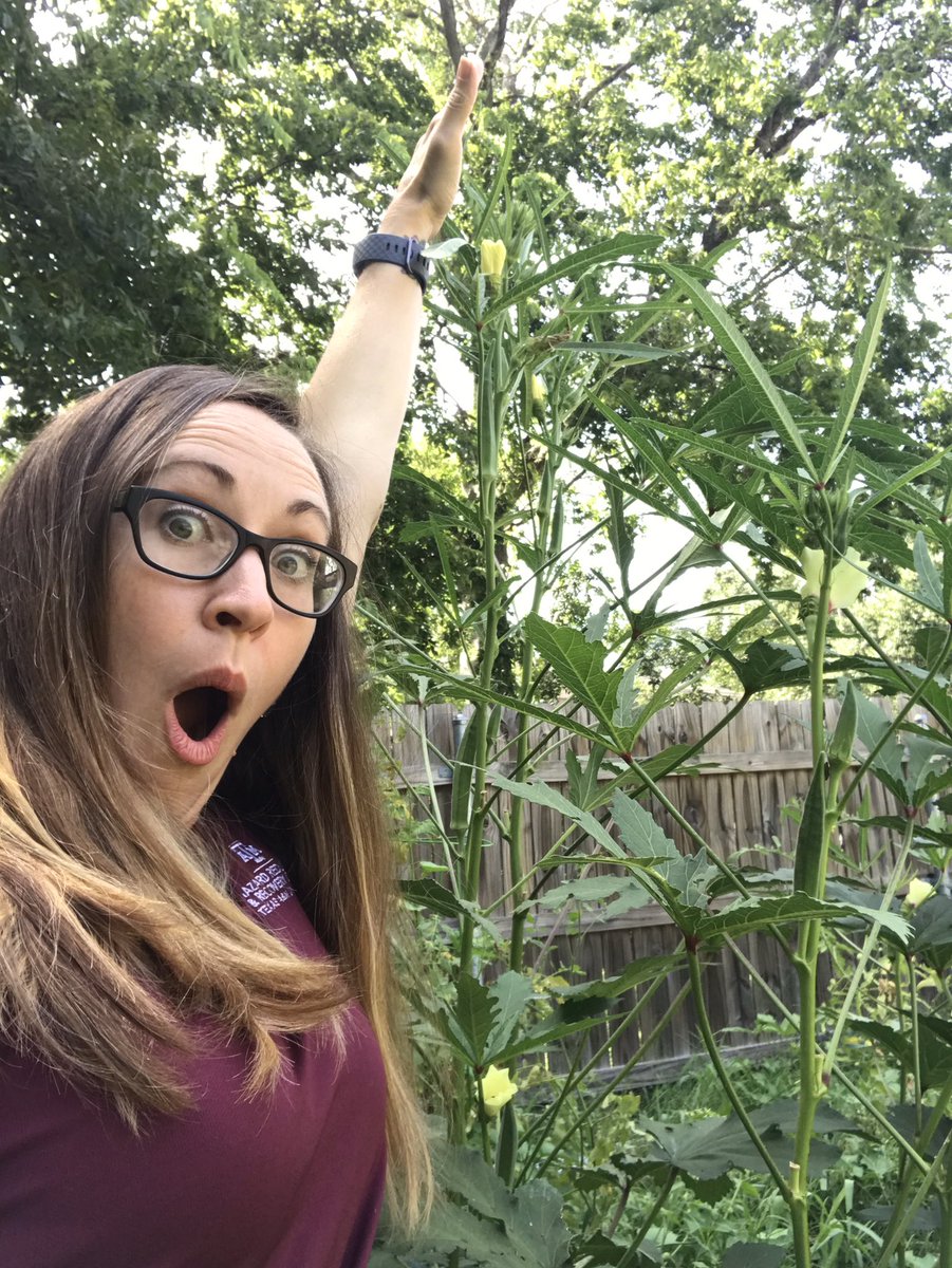 Chell_Meyer's tweet photo. Missing everyone this year! But my garden appreciates me being home during peak canning and freezing time! Thanks #hazws for the nice breaks to admire my #okra #southernstaple! https://t.co/wQrSM1gWId