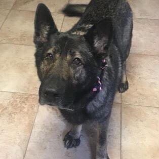 LimaPolice's tweet photo. It is with a heavy heart to inform you K9 Bailey was laid to rest today. Bailey served the LPD K9 team from 2010-2017. He was teamed with Sgt. Hart. They made numerous  apprehensions, removing drugs and weapons from the streets. He spent his last years being spoiled by his family https://t.co/UQncWoPnpp