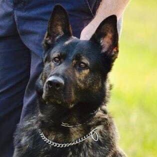 LimaPolice's tweet photo. It is with a heavy heart to inform you K9 Bailey was laid to rest today. Bailey served the LPD K9 team from 2010-2017. He was teamed with Sgt. Hart. They made numerous  apprehensions, removing drugs and weapons from the streets. He spent his last years being spoiled by his family https://t.co/UQncWoPnpp
