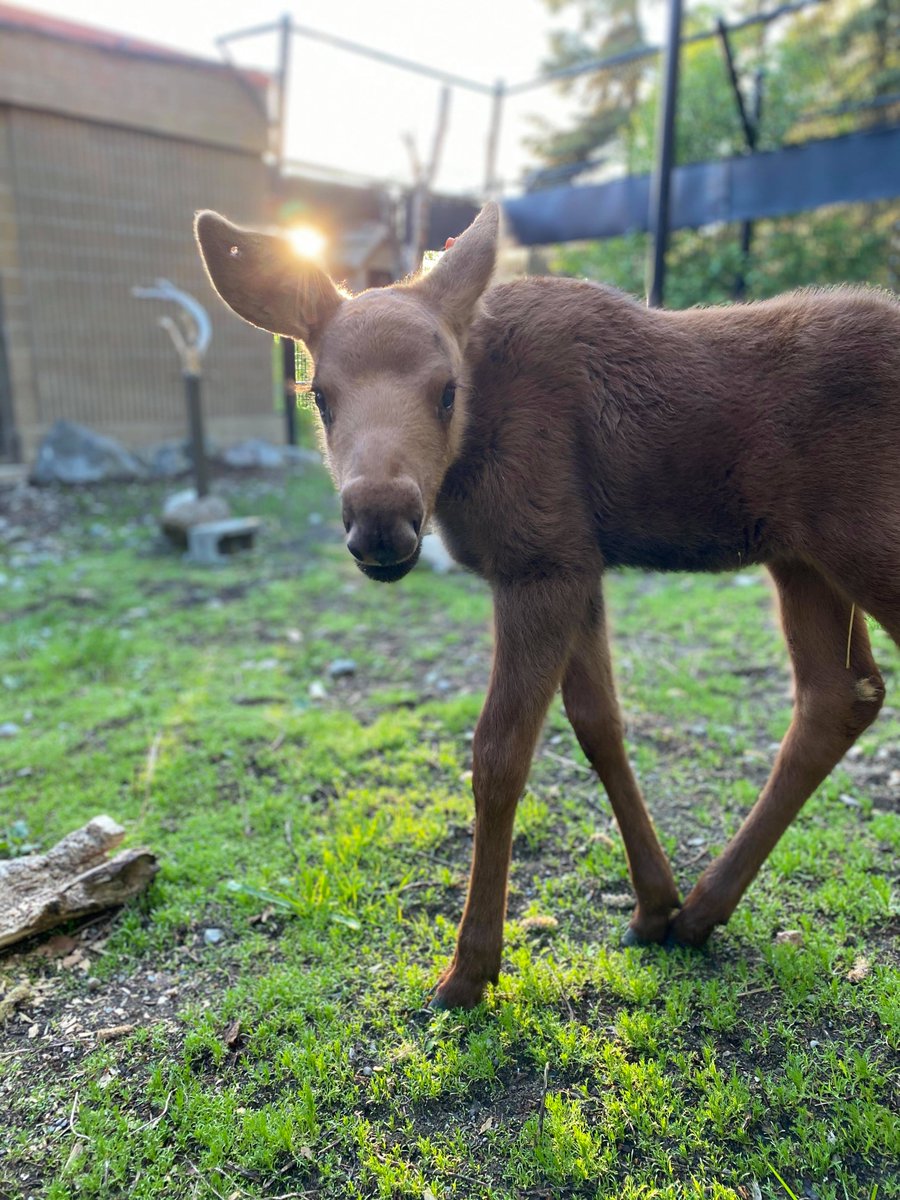 CheyenneMtnZoo's tweet photo. HUGE NEWS: 8-week-old orphaned Alaska moose finds home at CMZoo. Read more: https://t.co/gxZf3ITacY https://t.co/GBBVzYJhiz