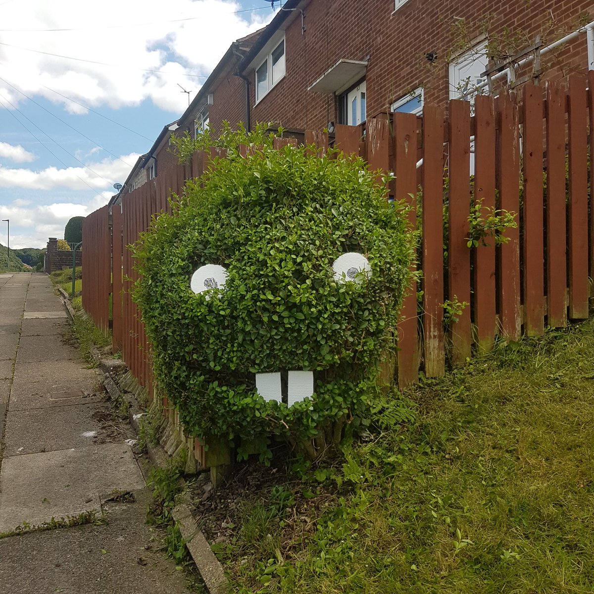 justdman69's tweet photo. my #Bush got his hair trimmed today  .#lookinggood #Sheffield #Covid19UK https://t.co/EUXyqwU685