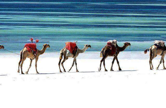 HusseinidowAli's tweet photo. The most beautiful beaches in the world 🇸🇴 #SomaliaTurns60 
#Somalia
 #Retweet https://t.co/4cmwGkLvNx