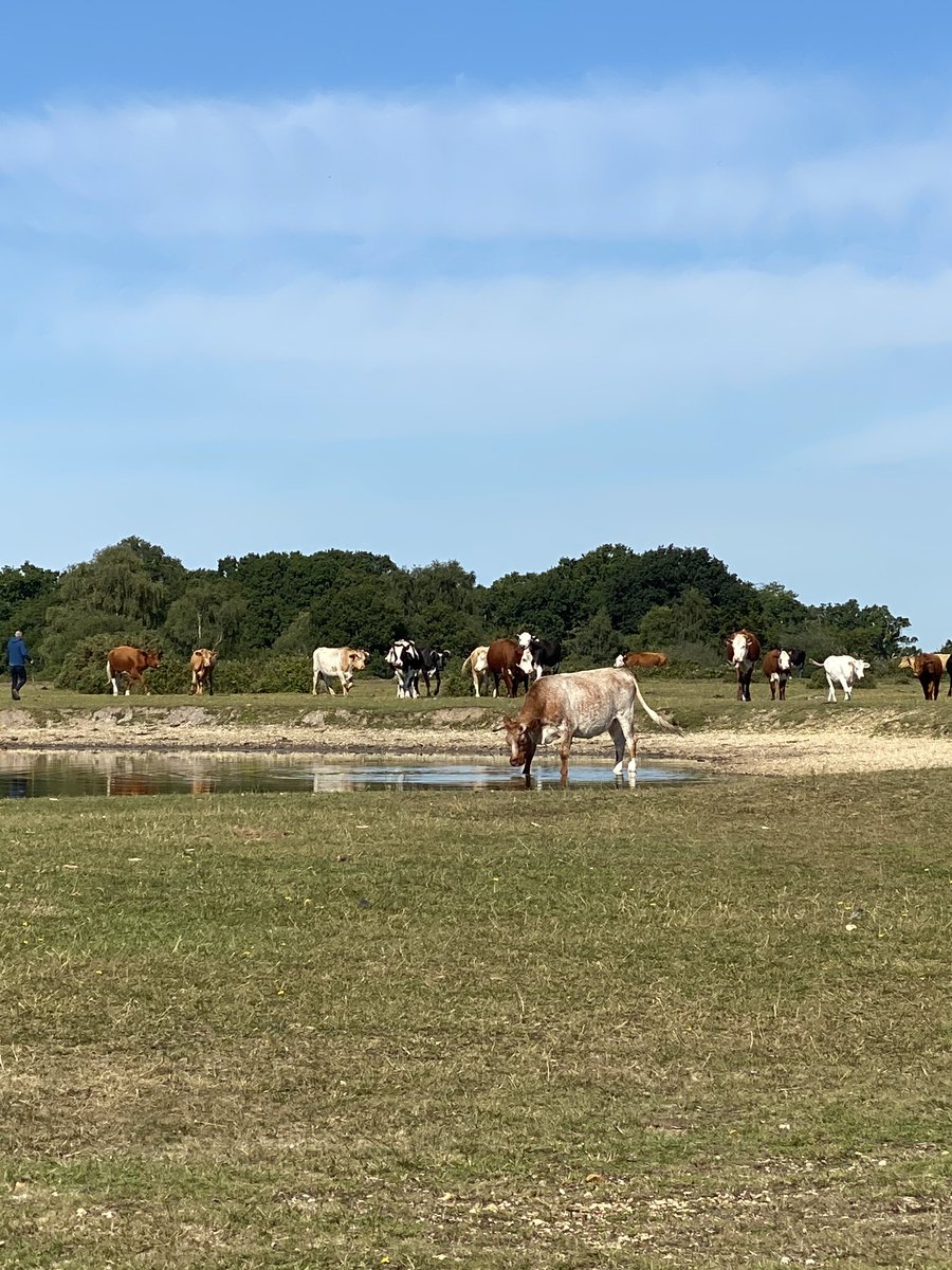 Lovely run round the New Forest today #TSSC #TR6 #triumph #team_samson #samsonmotorsport