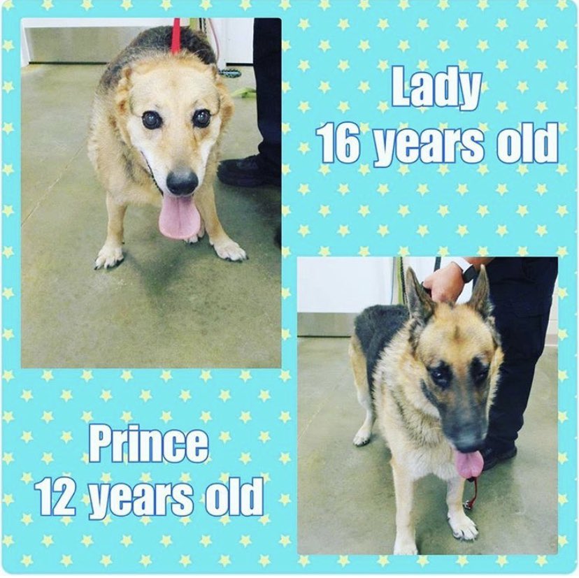 unicorndreams99's tweet photo. Please help me share #Lady &amp; #Prince are both seniors , what kind of person surrenders a 12 and 16 year old dog😓😓😓they are in a high kill shelter in #PhenixCityAnimalShelter #Alabama #adopt #rescue #foster #pledge #rt🙏🙏🙏 https://t.co/YMvYA1XBET