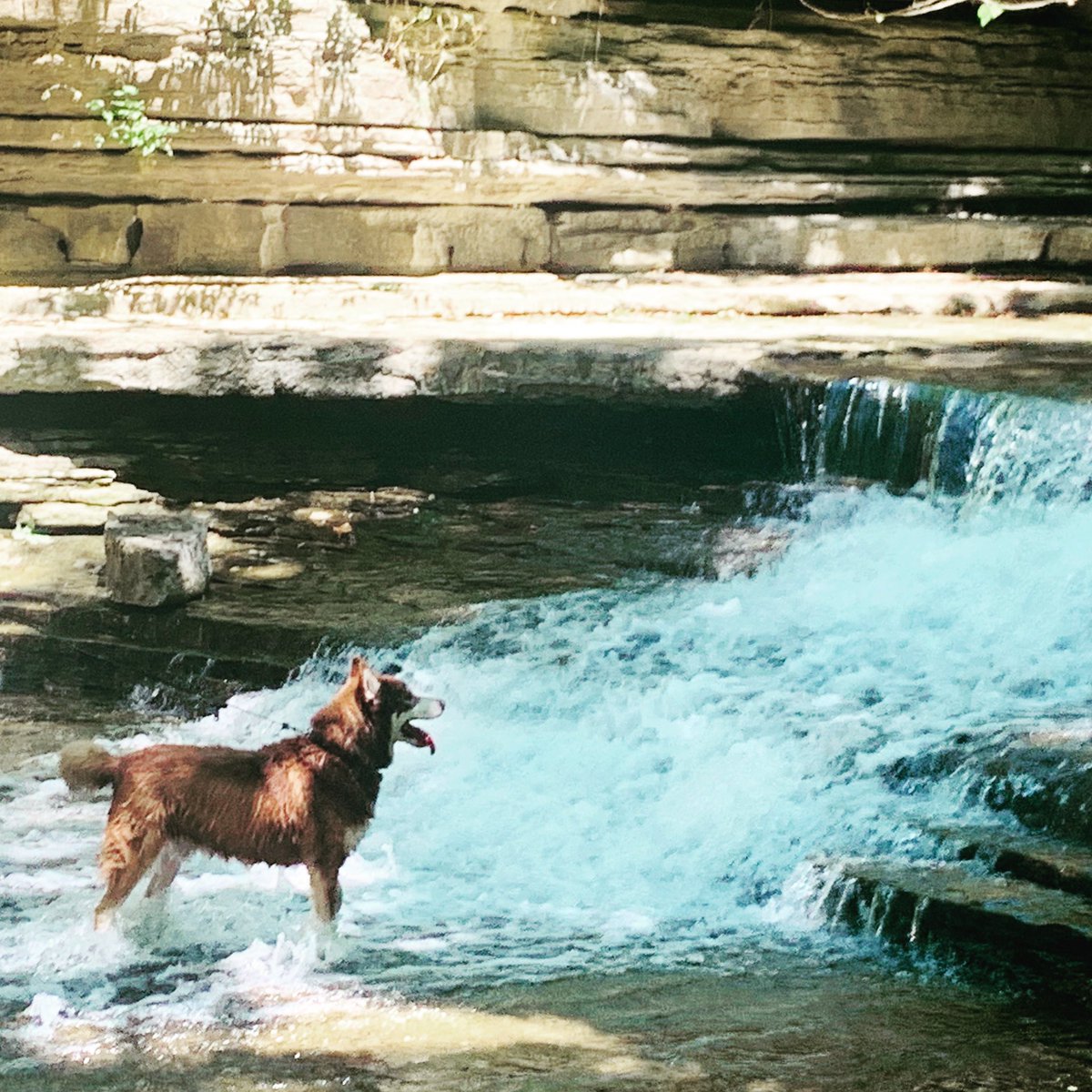suicideblows's tweet photo. Bear v waterfall. We’re all winners here. #waterdog #waterhusky #redhusky #dogochasingwaterfalls #Arkansas https://t.co/wAbWsEBYma