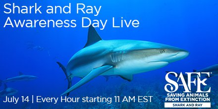 July 14 is #SharkandRayAwarenessDay! Join us for sessions throughout the day with shark and ray experts. Visit aza.org/SRAD to access the link to the live stream and see the schedule of presentations! aza.org/srad