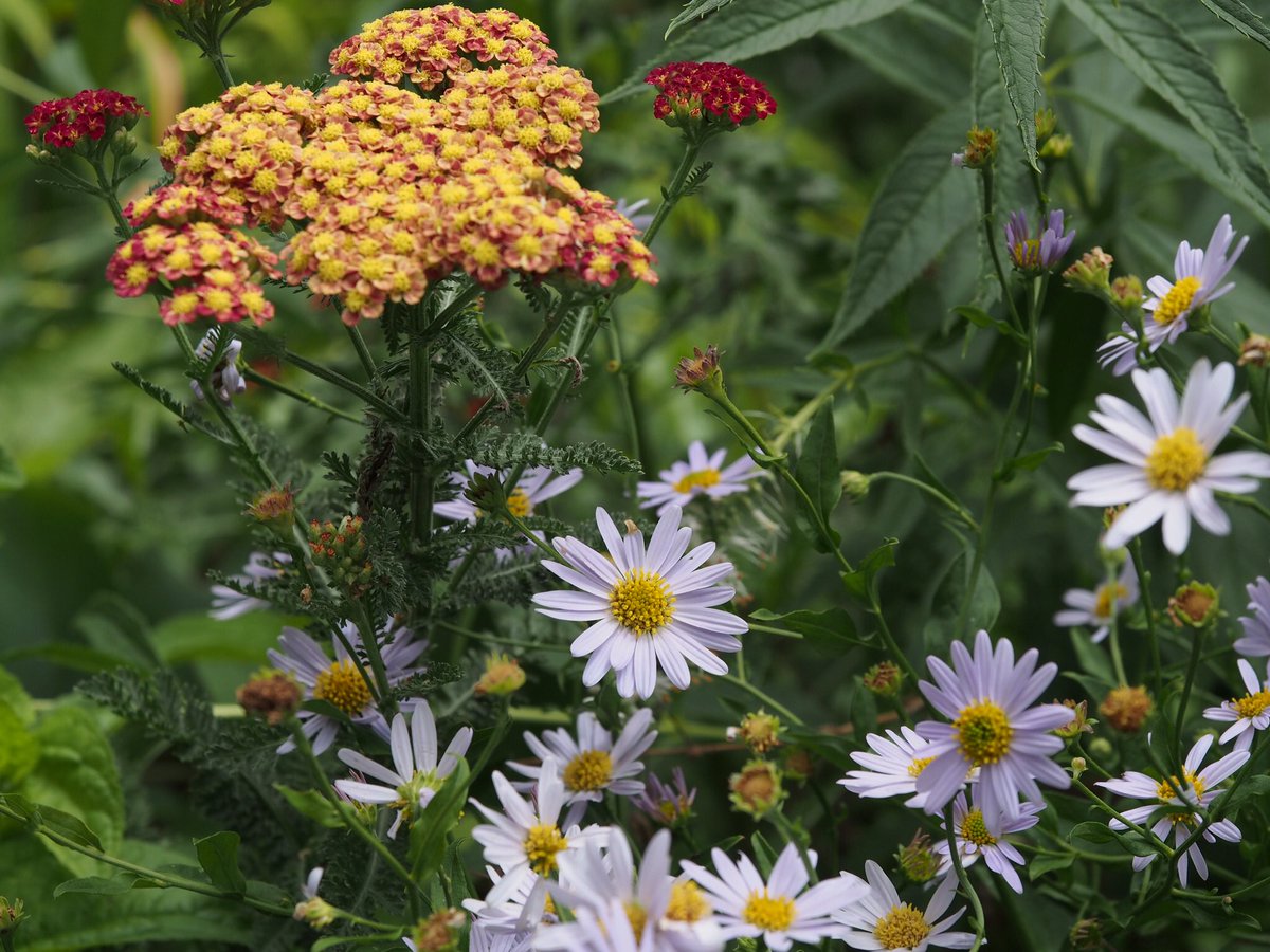 Petirrojo57's tweet photo. #Achillea ‘Strawberry Seduction’ #yarrow and #Kalimerisincisa ‘Blue Star’ #kalimeris #bloomingnow #inmygarden https://t.co/OgW3eNCoGE