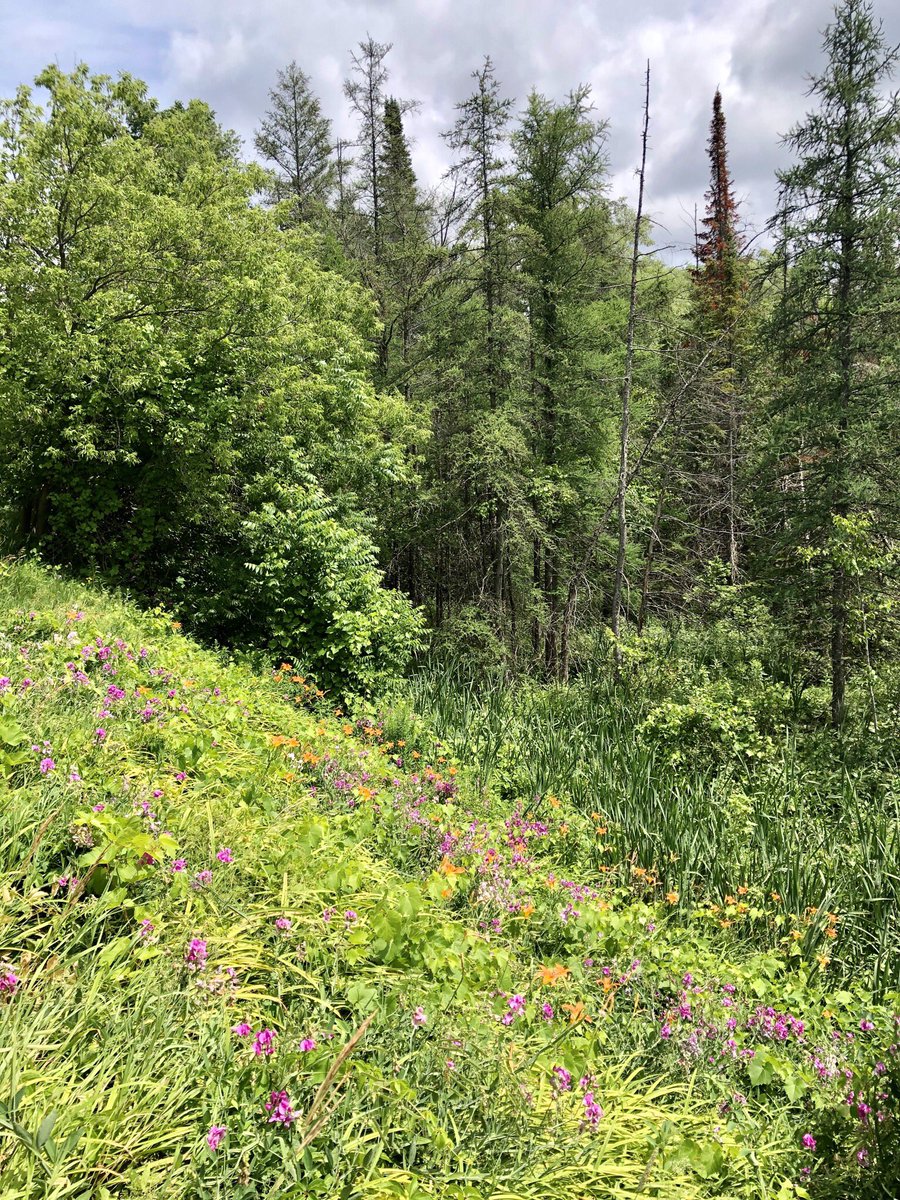 LaguitoGal's tweet photo. I really, really wish I had gotten my butt out the door earlier today. 6 HOT kms, but so beautiful that it was worth the half litre of sweat & the blood I lost to mosquitoes & deerflies๐
#CountryRunner #Damselfly #wildflowers #TrailTime https://t.co/FeIfj0ktjo