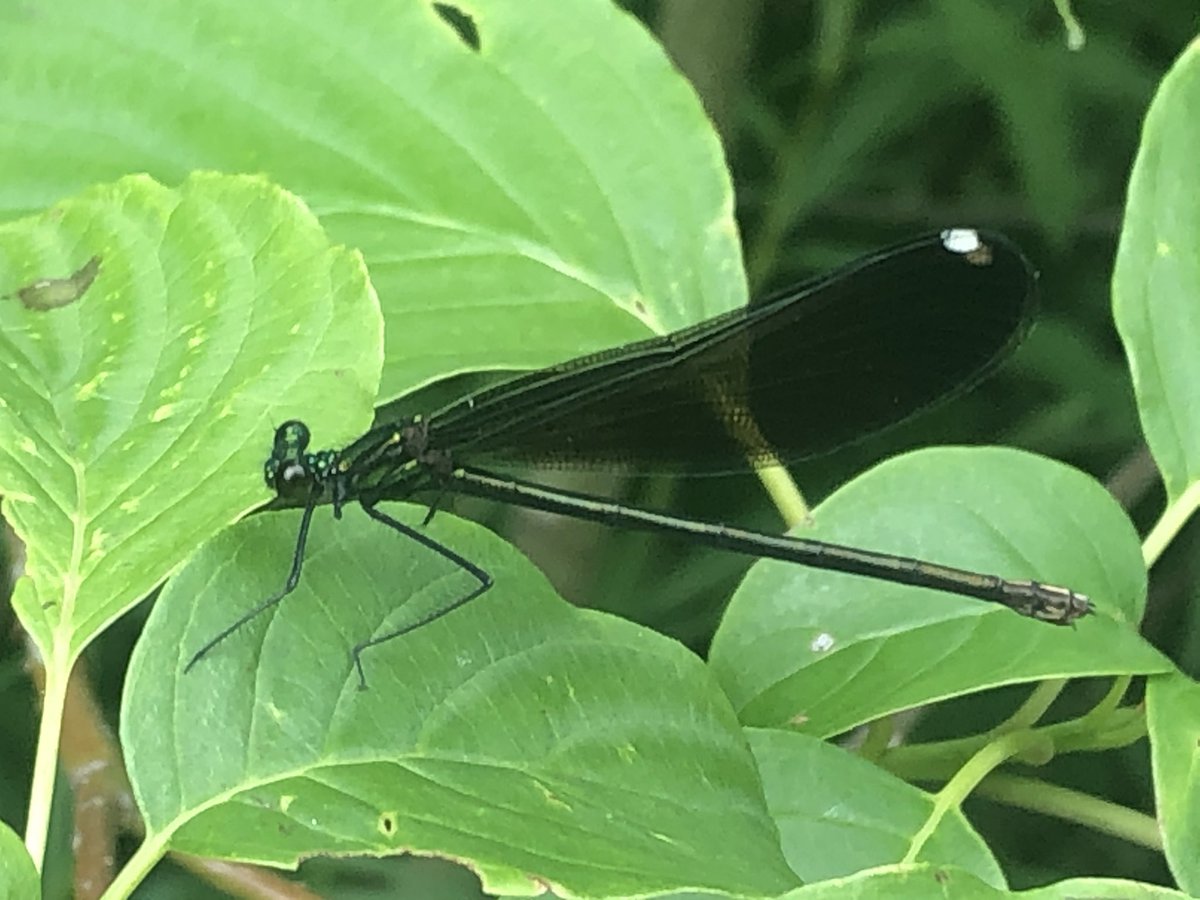 LaguitoGal's tweet photo. I really, really wish I had gotten my butt out the door earlier today. 6 HOT kms, but so beautiful that it was worth the half litre of sweat & the blood I lost to mosquitoes & deerflies๐
#CountryRunner #Damselfly #wildflowers #TrailTime https://t.co/FeIfj0ktjo