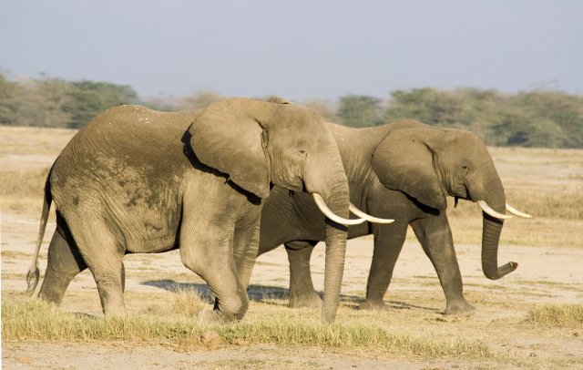 Elephants