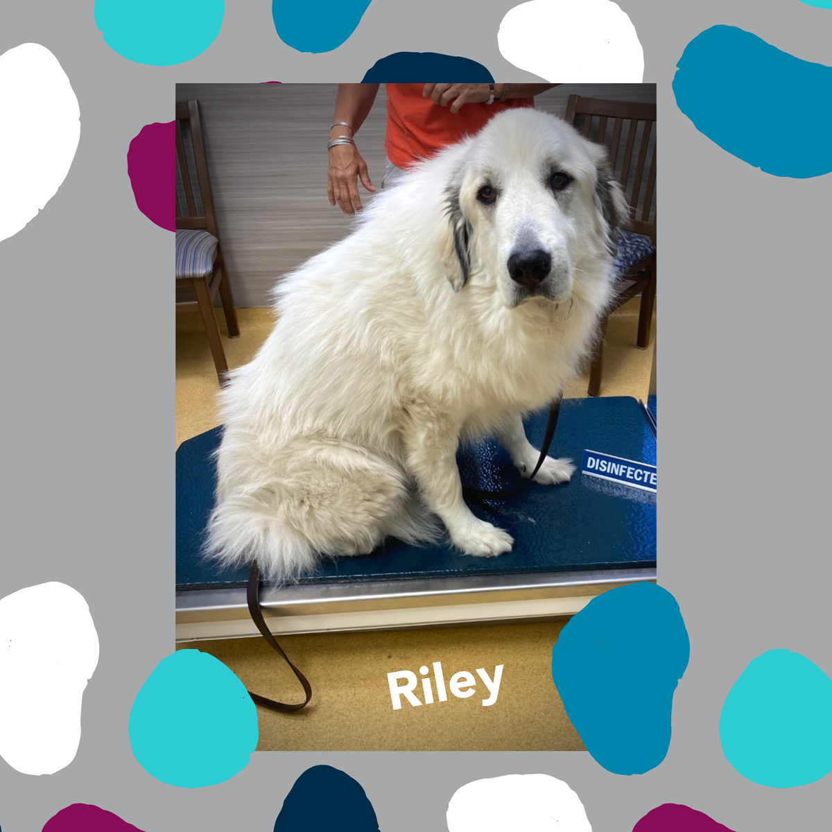 grandavevet's tweet photo. We're sharing pictures of our patients, in the hopes that their sweet faces bring a smile to yours! π
Meet Riley, a 5-year-old Great Pyrenees! π₯°
#grandavevet #petpics #patientpics #greatpyrenees #greatpyreneesdog #somuchfluff #sweetesteyes #happypics https://t.co/ftNVCfKrVf
