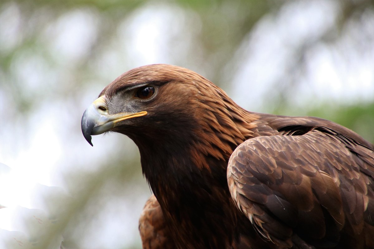 It might not be the migration of wildebeest in East Africa, but British wildlife experiences do hold their own magic, perfect for a summer staycation. The Isle of Mull in Scotland is home to many birds of prey and is the best place in the UK to see White-tailed and Golden Eagles.
