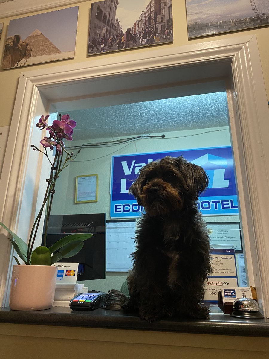 cpicco49's tweet photo. Plz find my son dog lost in Nanaimo at the Value Inn area he has PTSD and needs him reward offered https://t.co/hEEXr75TTP