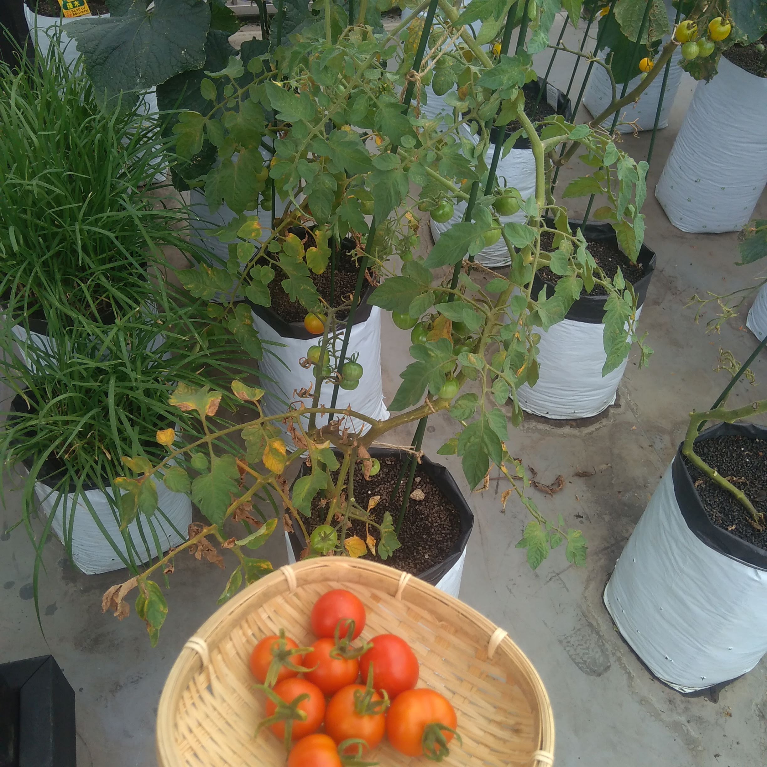 Twitter 上的 袋栽培のtheskyfarmers ついに力尽きました 今シーズンもごちそうさまでした 袋栽培 Plantgrowbags ミニトマト シュガーランプ アタリヤ 収穫 家庭菜園 ベランダ菜園 プランター Theskyfarmers T Co Qqyu1cs8wa T Co
