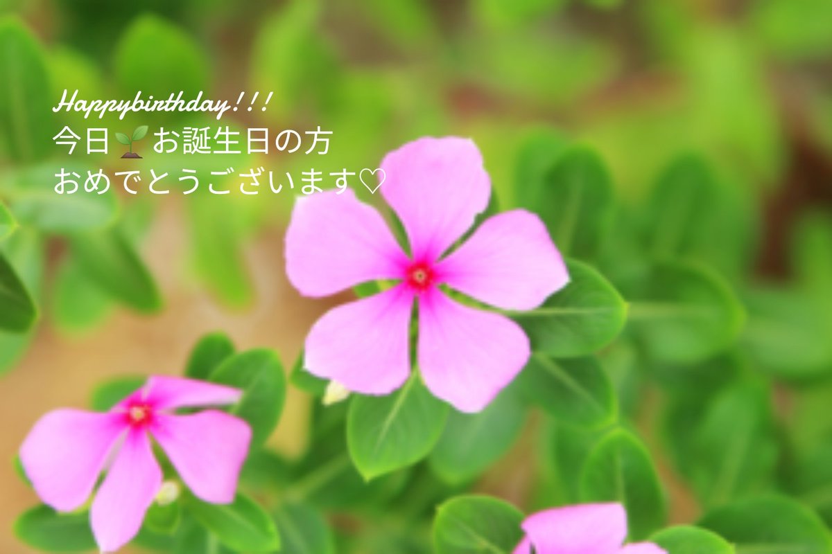 Joze Mama 7月13日の誕生日花と花言葉 ニチニチソウ 花言葉 楽しい思い出 マダガスカル原産で夏 の暑さに非常に強く 一夏中 次々と花を咲かせ続けます 日ごとに新しく花をつけるのでニチニチソウと呼ばれています 日比谷花壇より監修より Joze Mama 7月13日の誕生日花と花言葉 ニチニチソウ 花言葉 楽しい思い出 マダガスカル原産で夏 の暑さに非常に強く 一夏中 次々と花を咲かせ続けます 日ごとに新しく花をつけるのでニチニチソウと呼ばれています 日比谷花壇より監修より