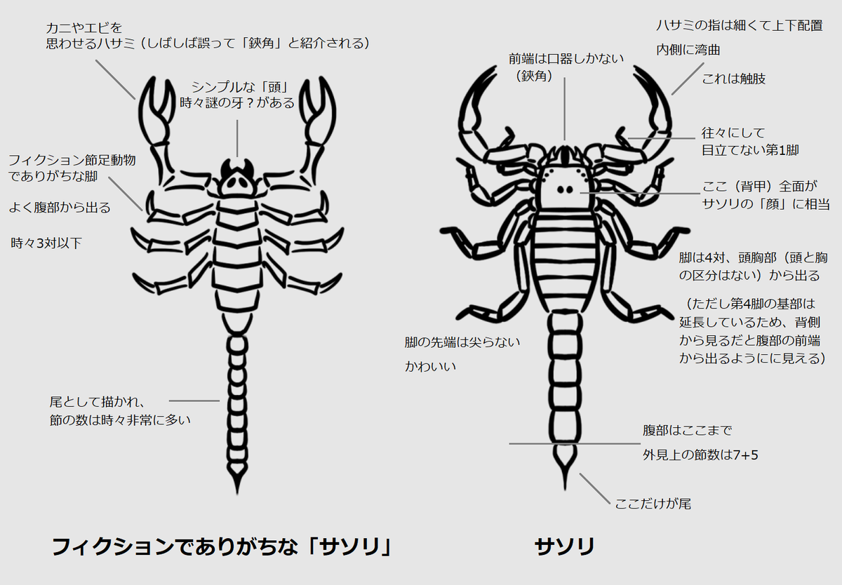 Jun 頭と胸の癒合かと思う方がいらっしゃるので更に補足します サソリを含めて鋏角類の頭胸部 正確には 前体 はどちらかというと 頭のみ であり カニやエビに見られる頭部と胸部の合成ではない T Co C0l1gho6gi
