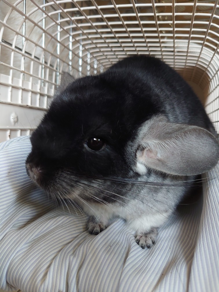 morino_b08's tweet photo. 牧草クッキー作ってみた〜
作ったって言ってもこれから乾燥だから完成はまだだけどもw
牧草は2種類とイタリアンライグラスをひとつまみのブレンド
お口に合えばいいのですが…(* ॑  ॑*  )ﾄﾞｷﾄﾞｷ https://t.co/sni0csaESK