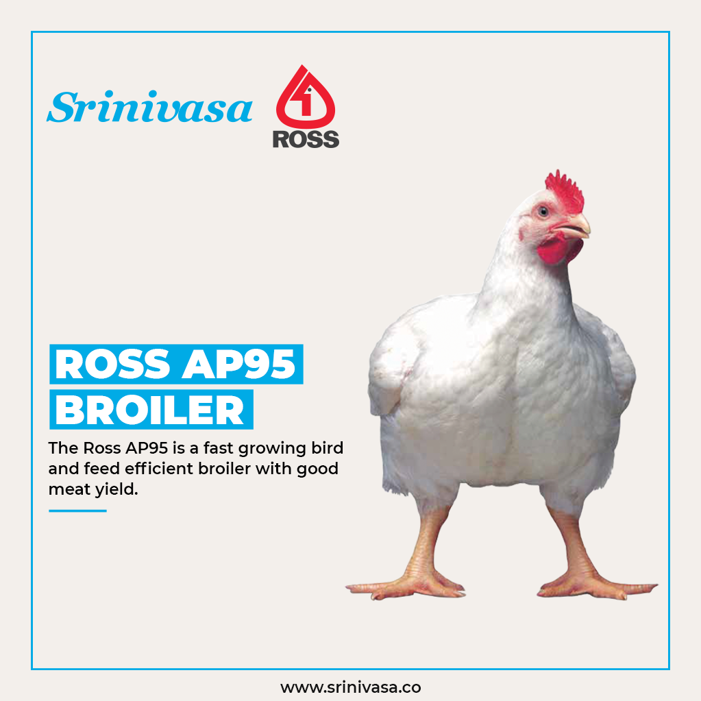 srinivasa_farms's tweet photo. For Sales Contact:
Broiler Chicks - Ms. Gouri Padi, 99087 34872
Broiler Hatching Eggs - Mr. Venkatesh, 70327 00247
#SrinivasaFarms #BroilerChicks #BroilerBreeder #RossAP95 #DayOldChicks #FCR #BodyWeight #GoodMeatYield #FeedEfficientBroiler #FastGrowingBird https://t.co/lQPa38GVjU