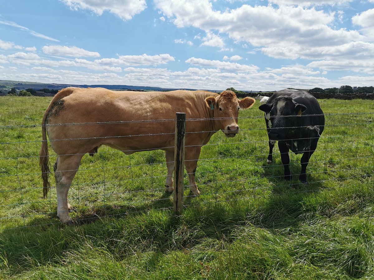 Loving this side of the #holmevalley