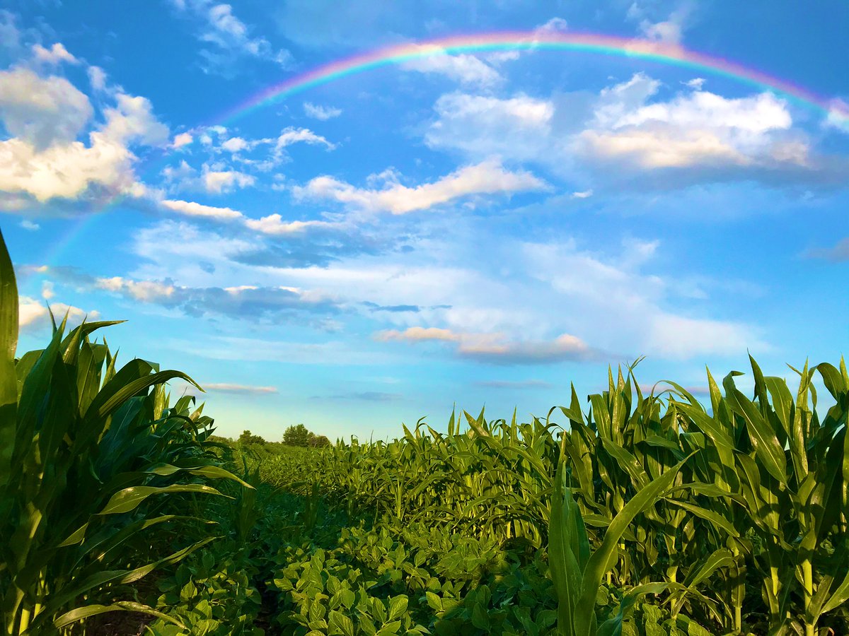 Me : There’s nothing that could make these relay crops look any better.

Nature : Hold my beer.