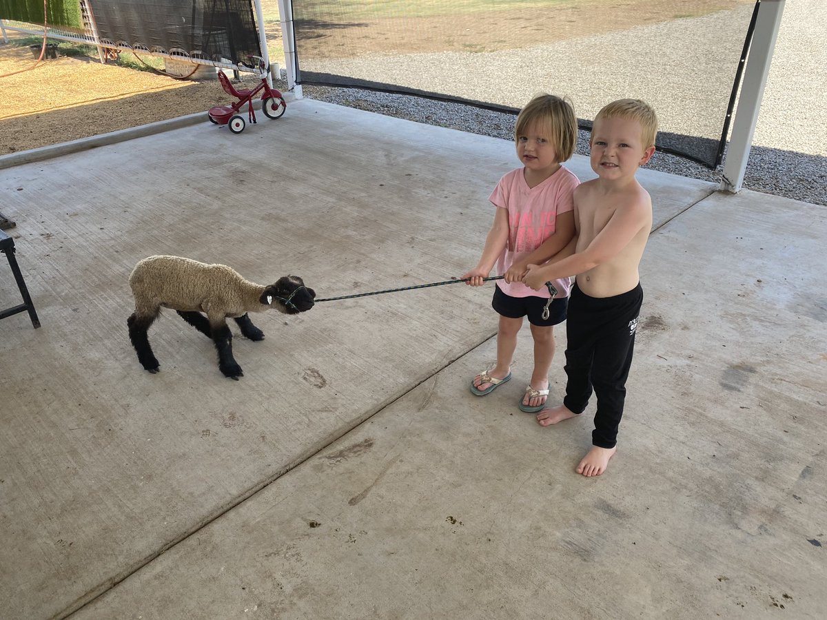 TiffDowell's tweet photo. The kids have a new project. Meet Lucy. You’ve never seen anyone more excited to halter break a lamb than these two! Lucy was less sure, but I bet she come around. #farmlife #ranchlife #farmkids #sheepkids #halterbreaking https://t.co/k1WBaV3CR3