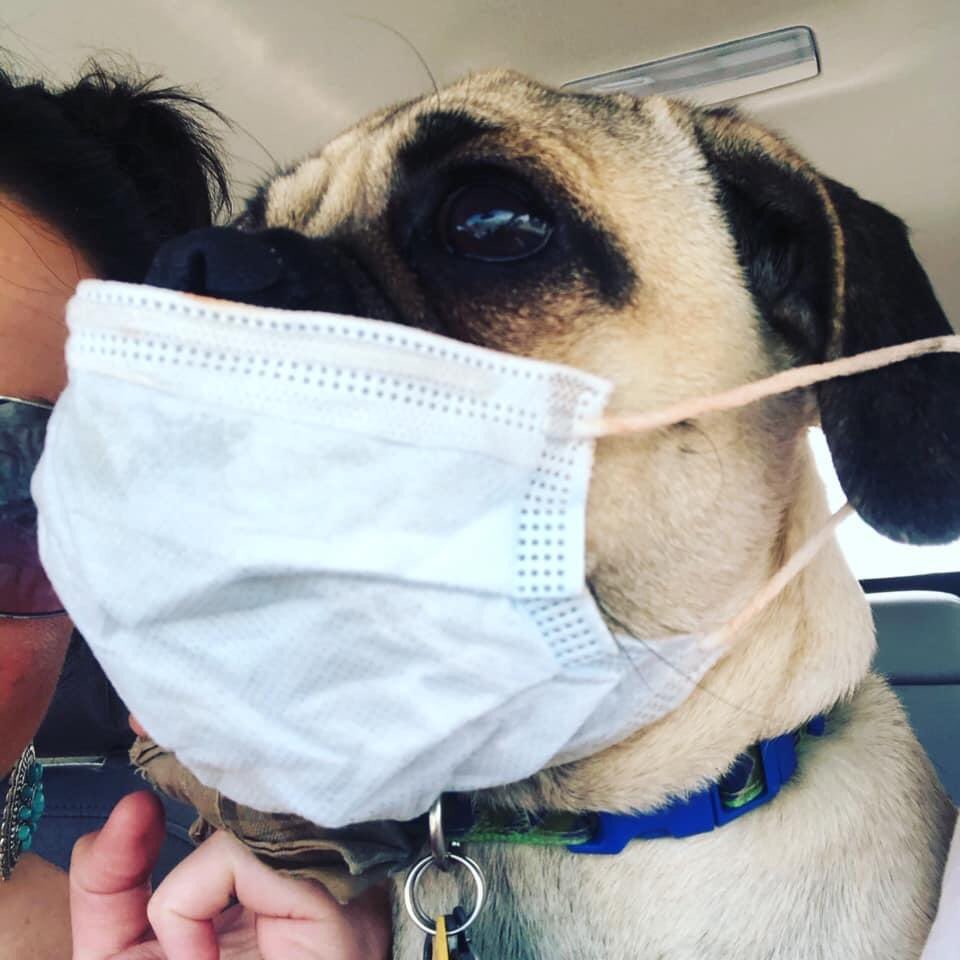My dog, Arthur, asks you to wear a mask to help prevent the spread of COVID-19 to my humans.

One favorite = one pet
One retweet = one hug
One quote tweet = one belly rub

#WearAMask