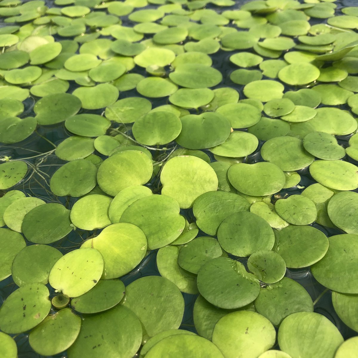 水草 植物 チャーム公式 メダカなどによく使われる浮き草の定番種のフロッグビットです トラ柄で 丸くなるのがドワーフ 斑がほぼなく若干ハート型になるのがアマゾンです 2種を区分けして販売している所は少ないですよ T Co 3afbbyw6l7