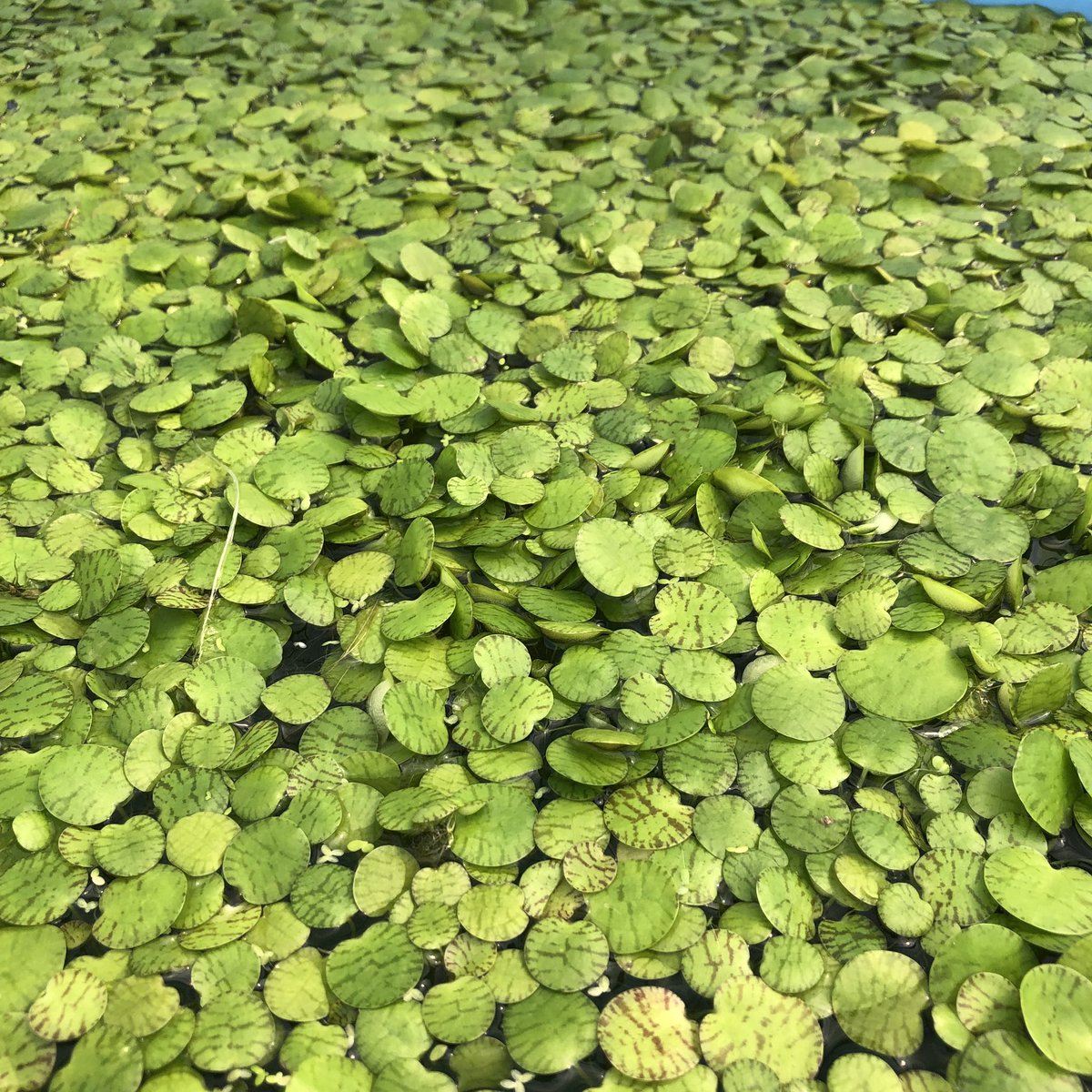 水草 植物 チャーム公式 メダカなどによく使われる浮き草の定番種のフロッグビットです トラ柄で 丸くなるのがドワーフ 斑がほぼなく若干ハート型になるのがアマゾンです 2種を区分けして販売している所は少ないですよ T Co 3afbbyw6l7
