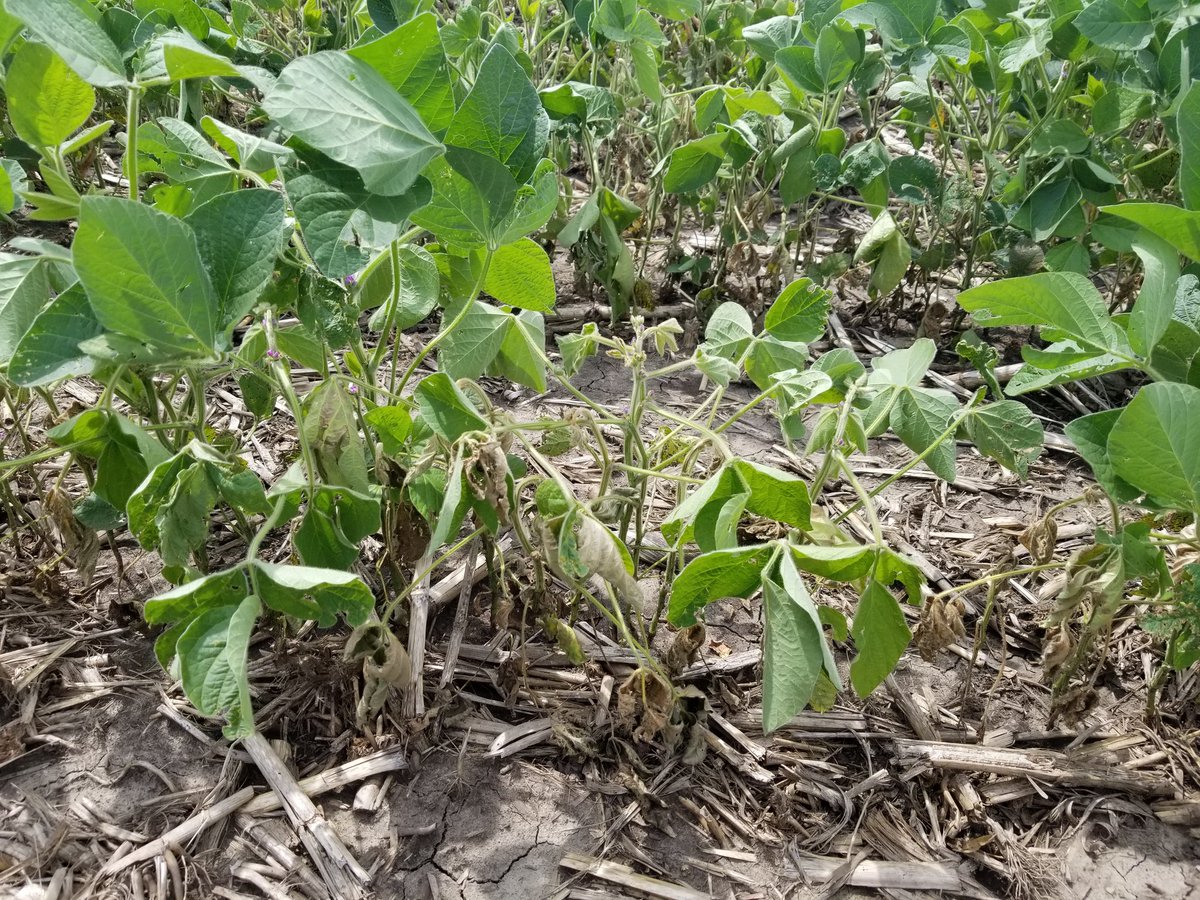 SWMNpest's tweet photo. Wilting and dead soybeans in SW MN field heavily infested with soybean gall midge. https://t.co/VRDDZFb9S6